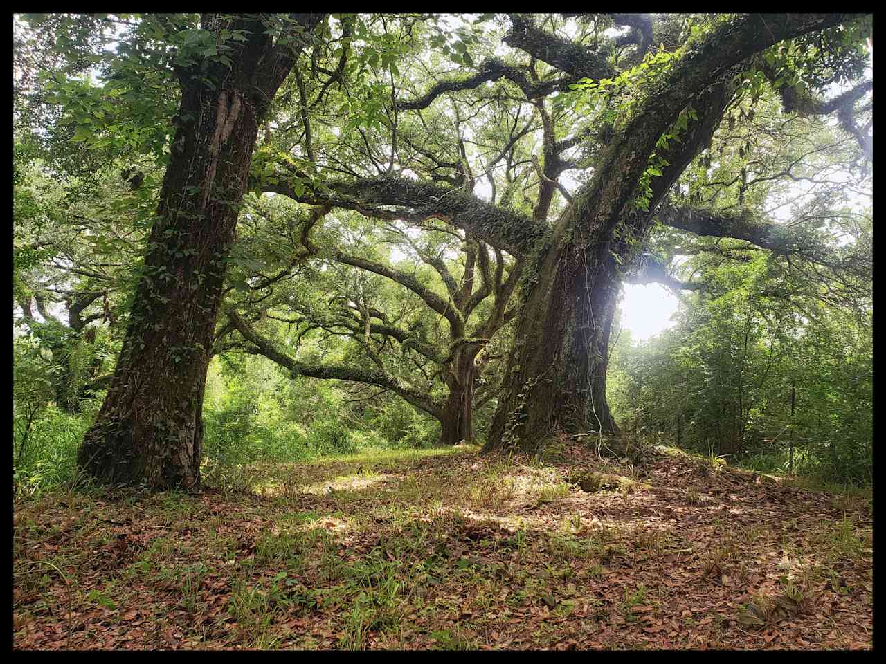 Opal Springs Nature Haven