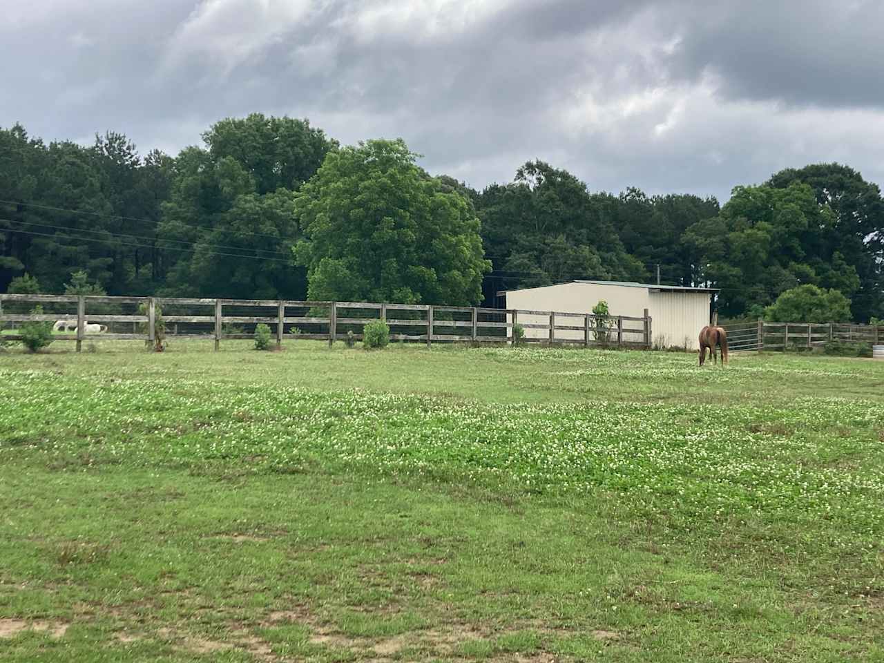 Equine Paradise