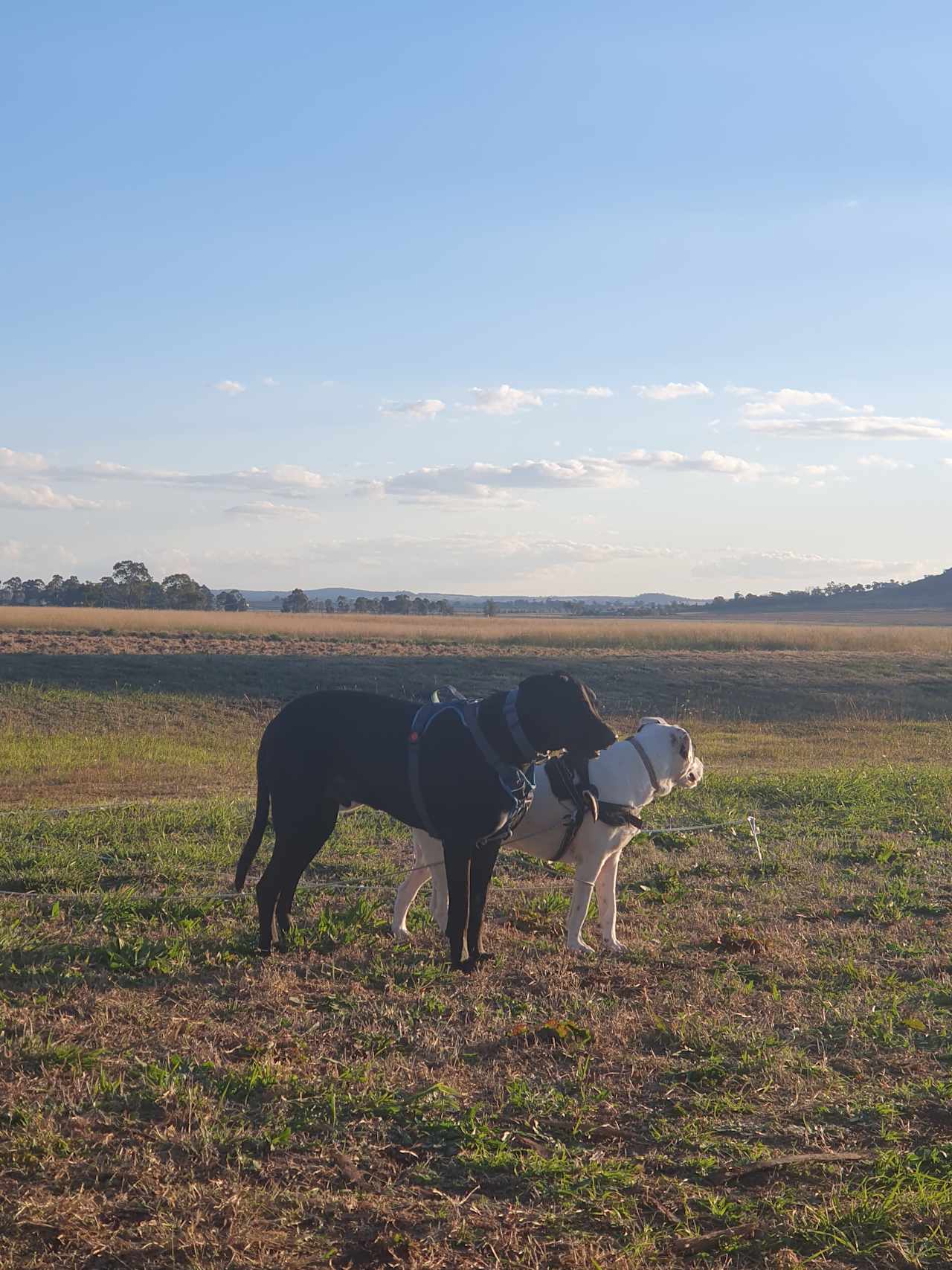 Windy Acres Farm