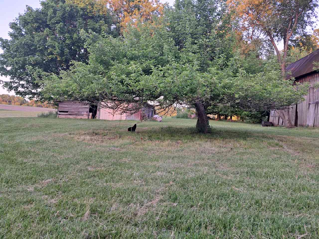 More chicken picks under the apple tree