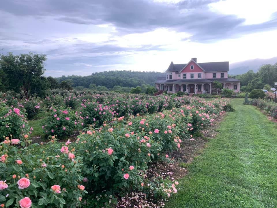 Miss Angels Farm & Orchard