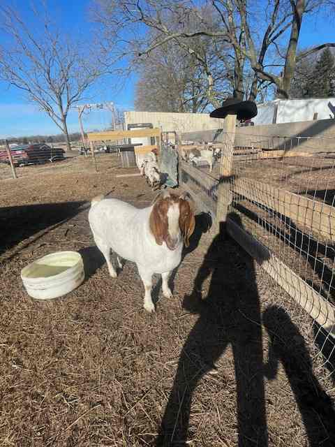 Spillway Farms And Homestead