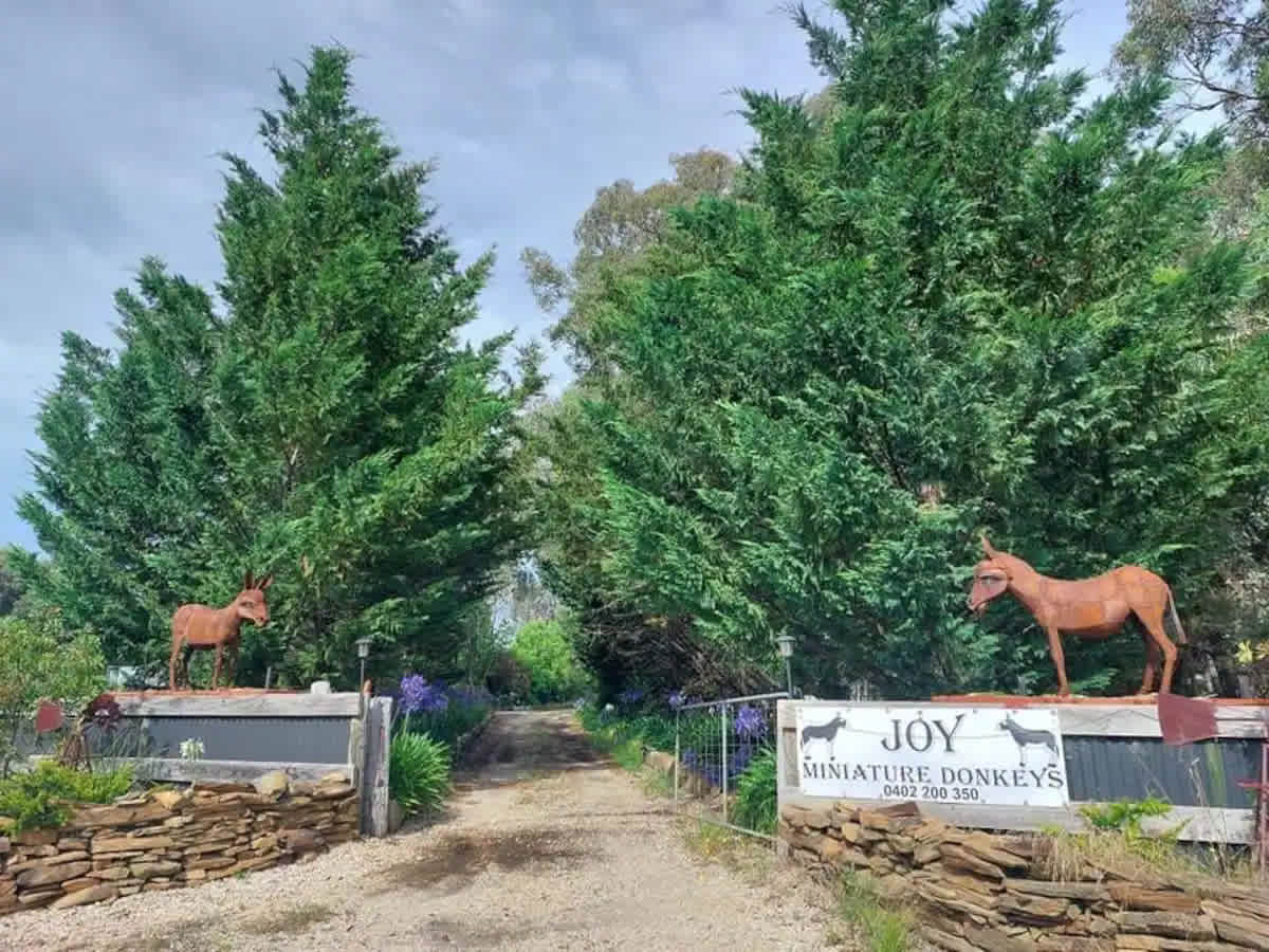 Miniature Donkey Farm Stay