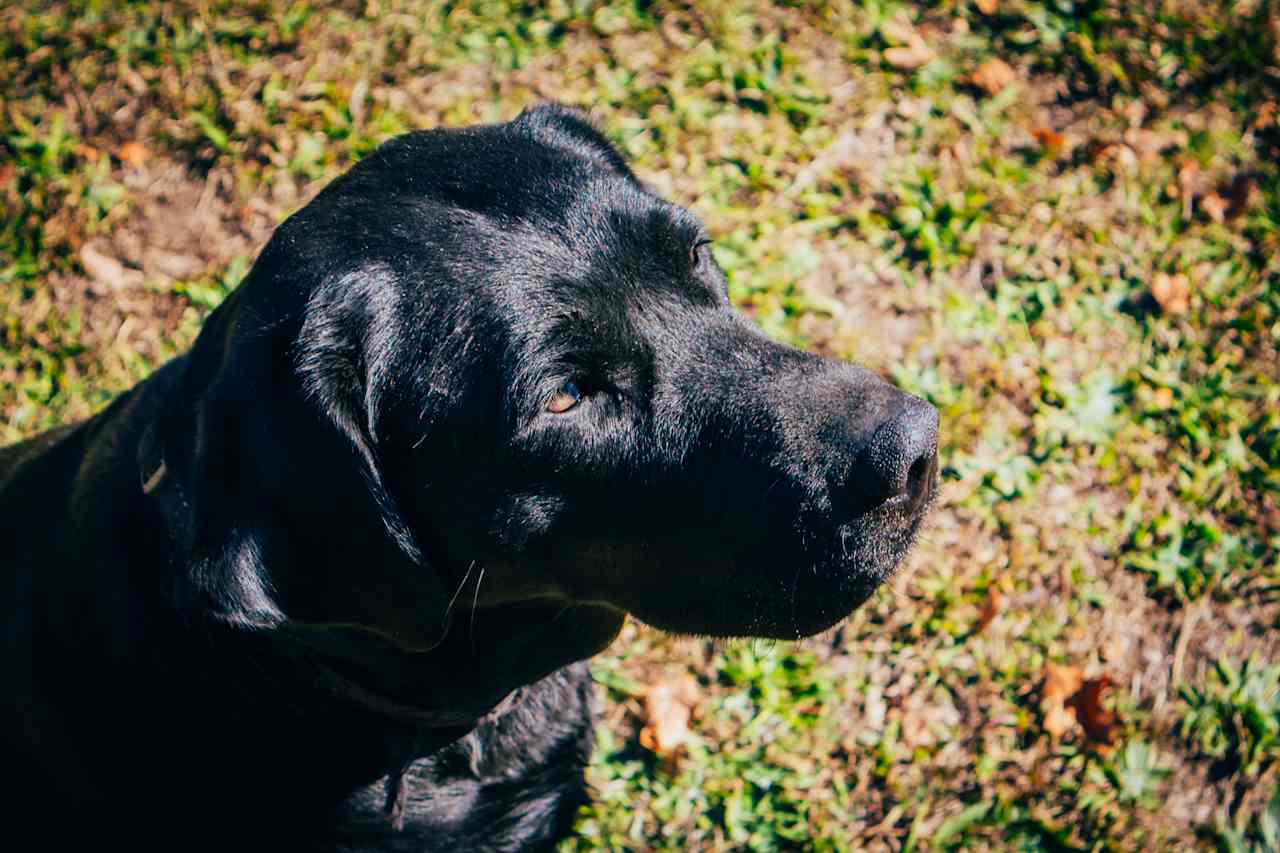 Friendly local dog waiting for a treat