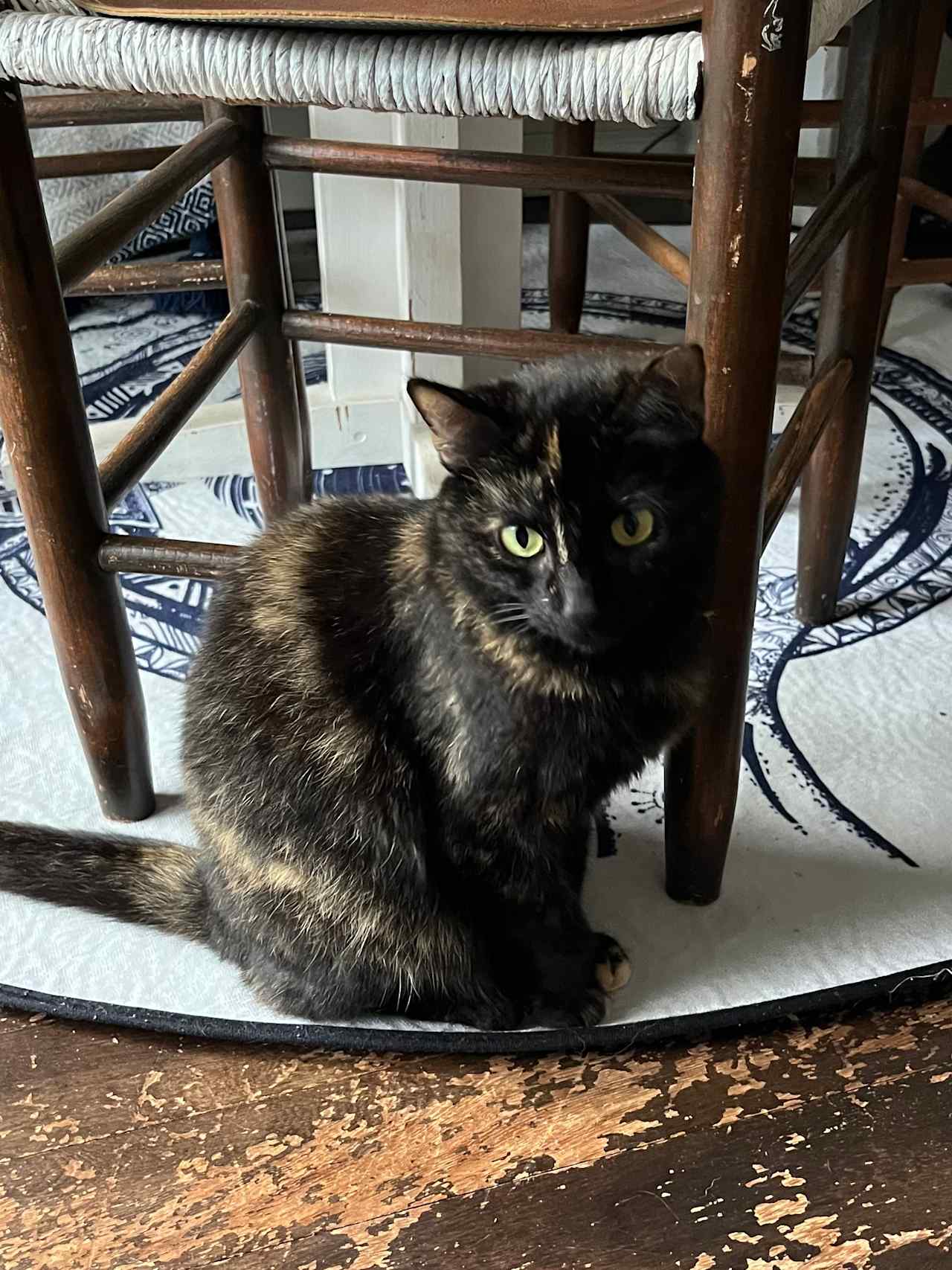 Spooky the cat