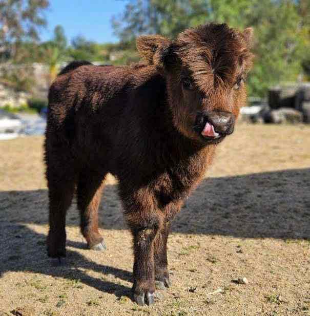 Farm Retreat with Calf Cuddling