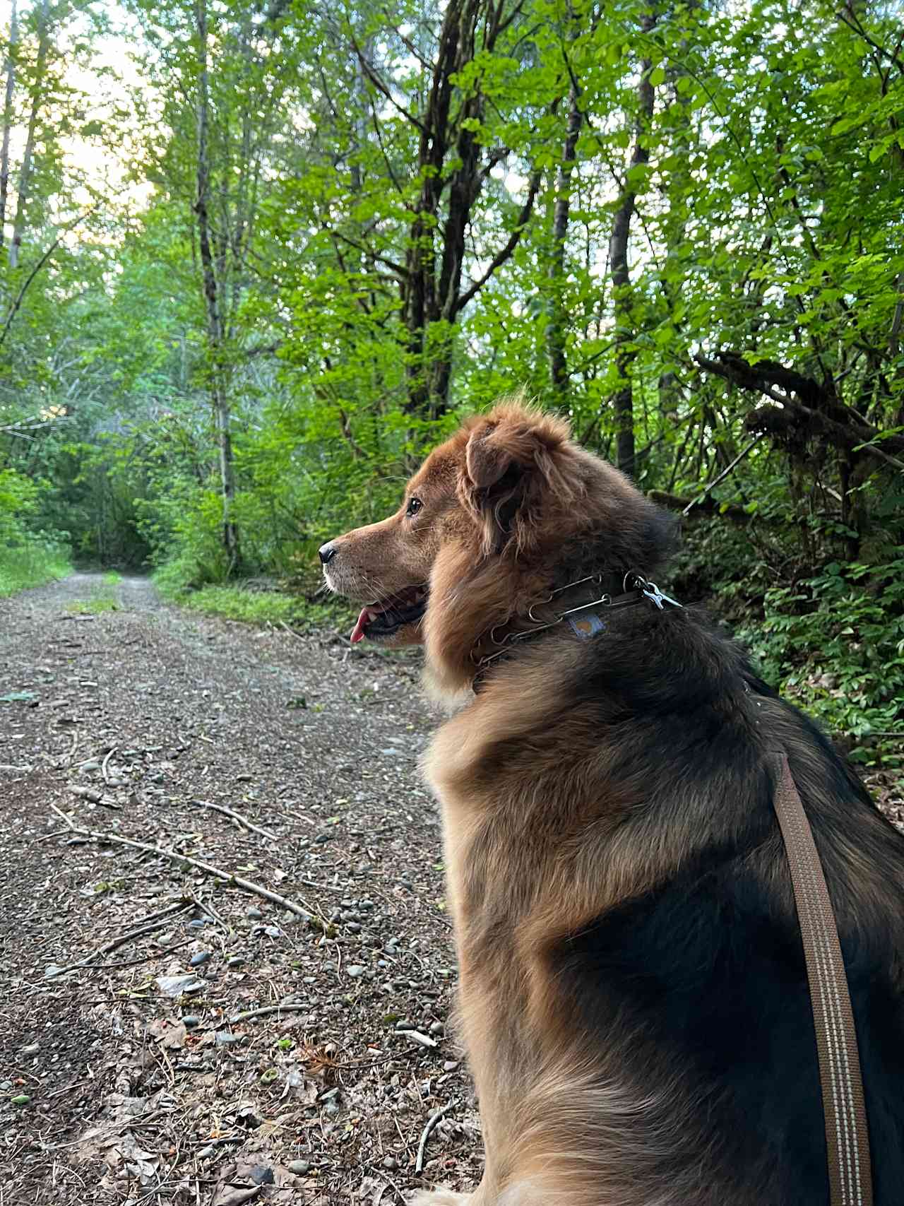 Elfendahl Forest campground