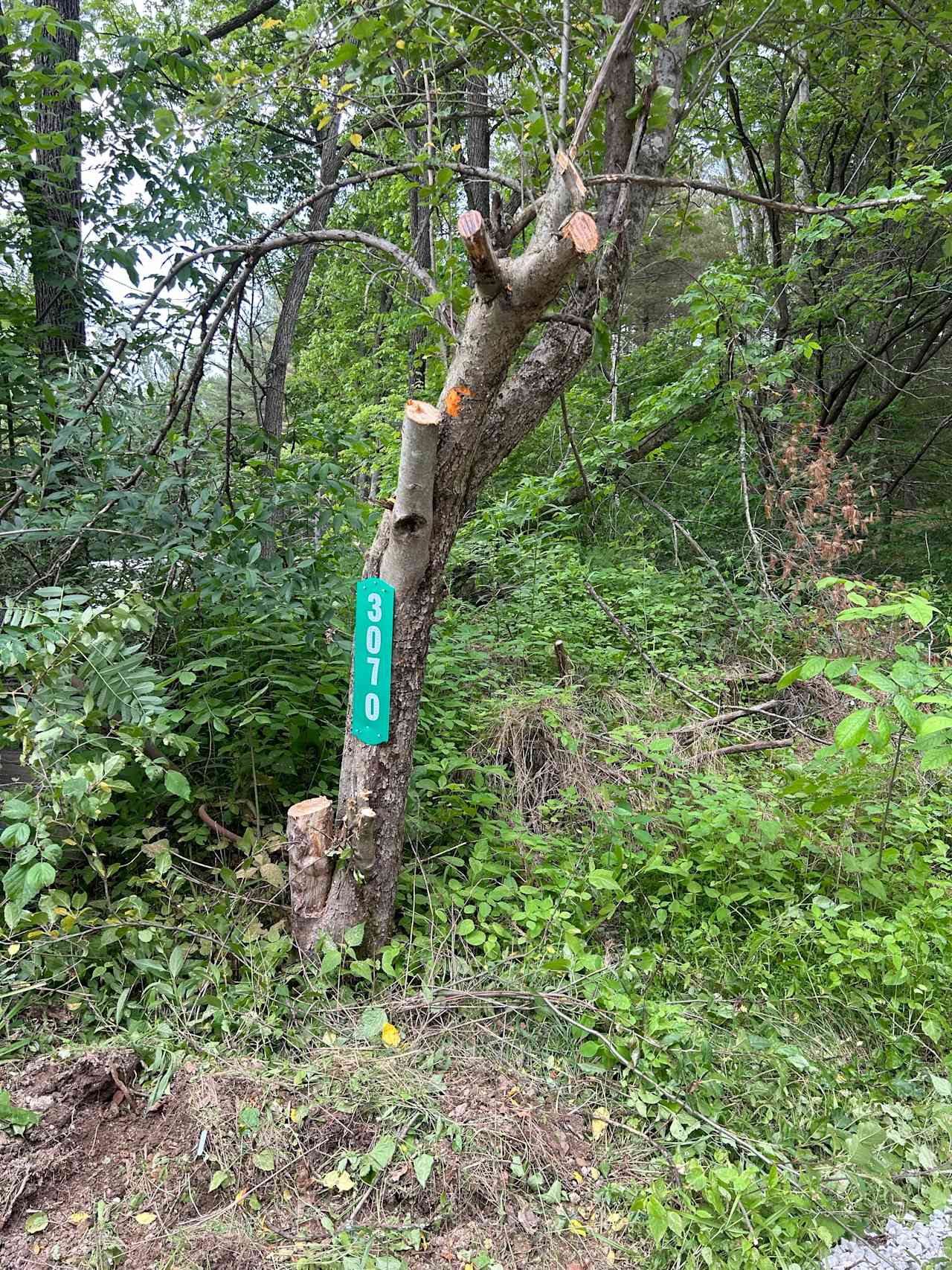 Burr Oak Lake Campsite