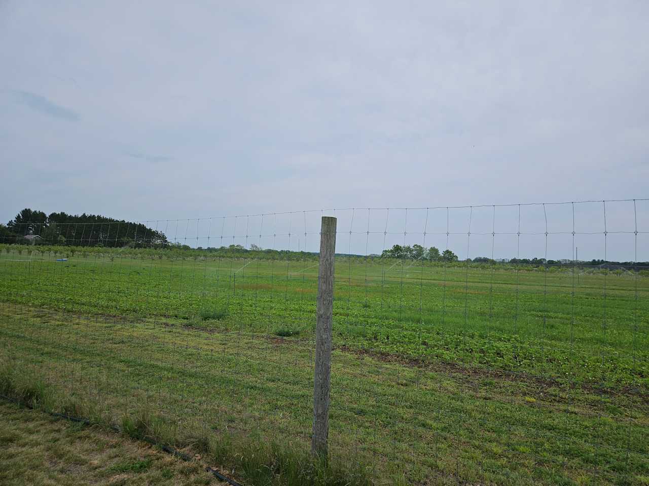 Manistee River Farms