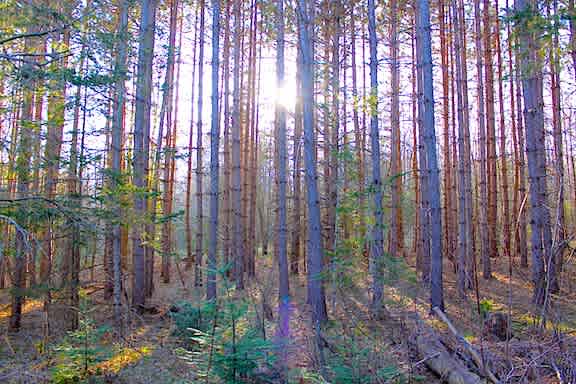 Deer Lake Wilderness Retreat