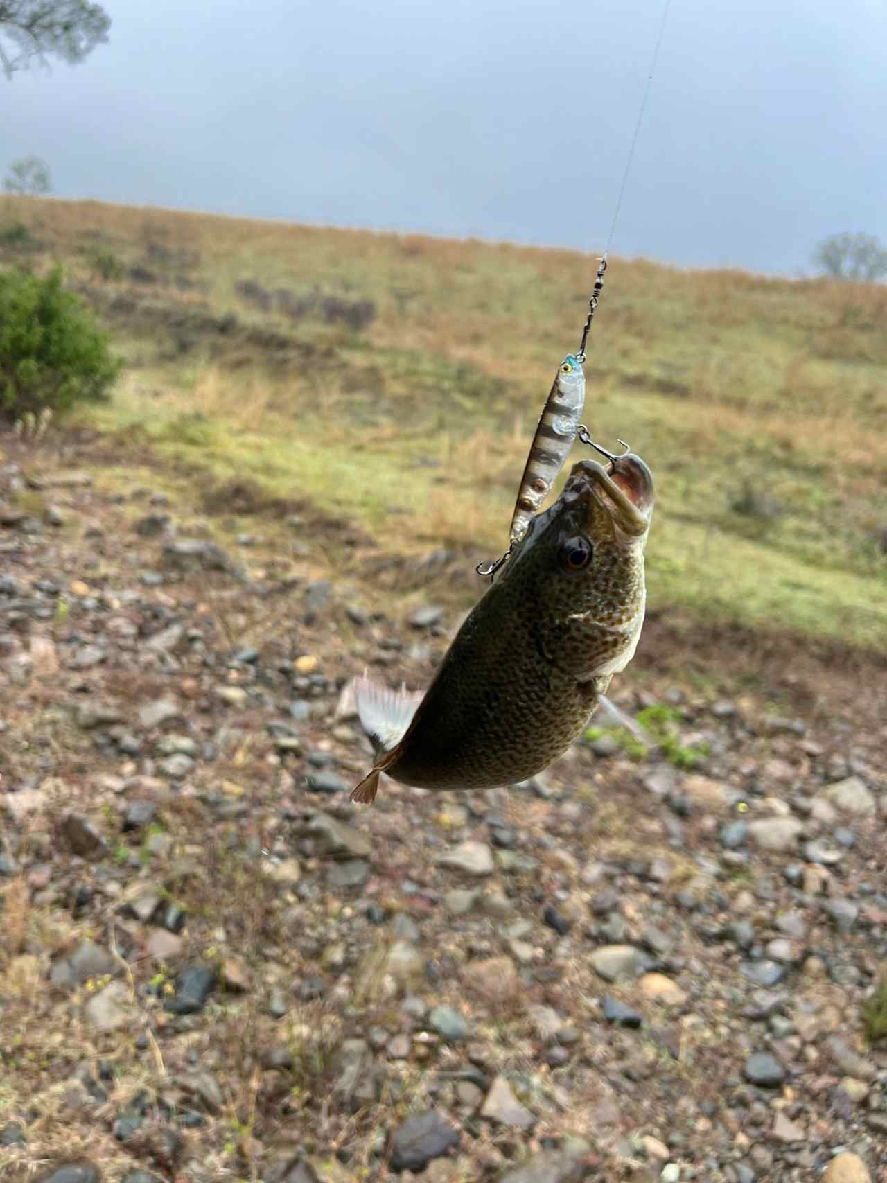 small spangled perch