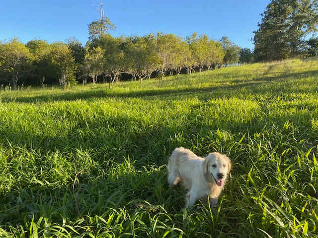 We're pet friendly, but please ask first! Note the macadamia trees in the background!