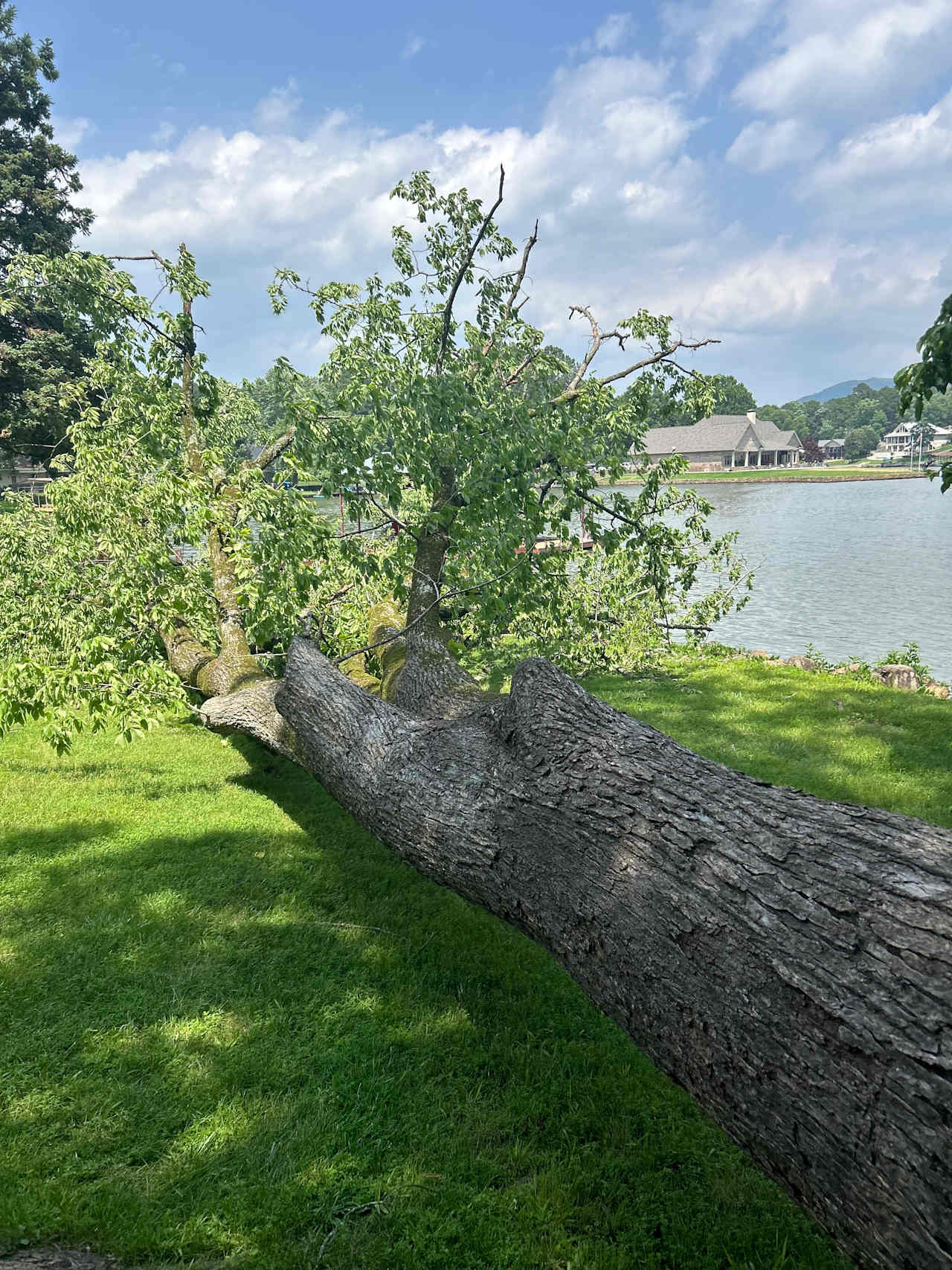 Tree fell down day before 