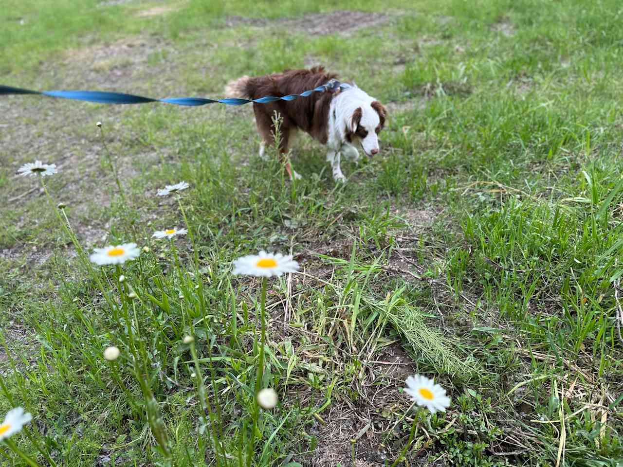 Lots of open space to walk our dogs!
