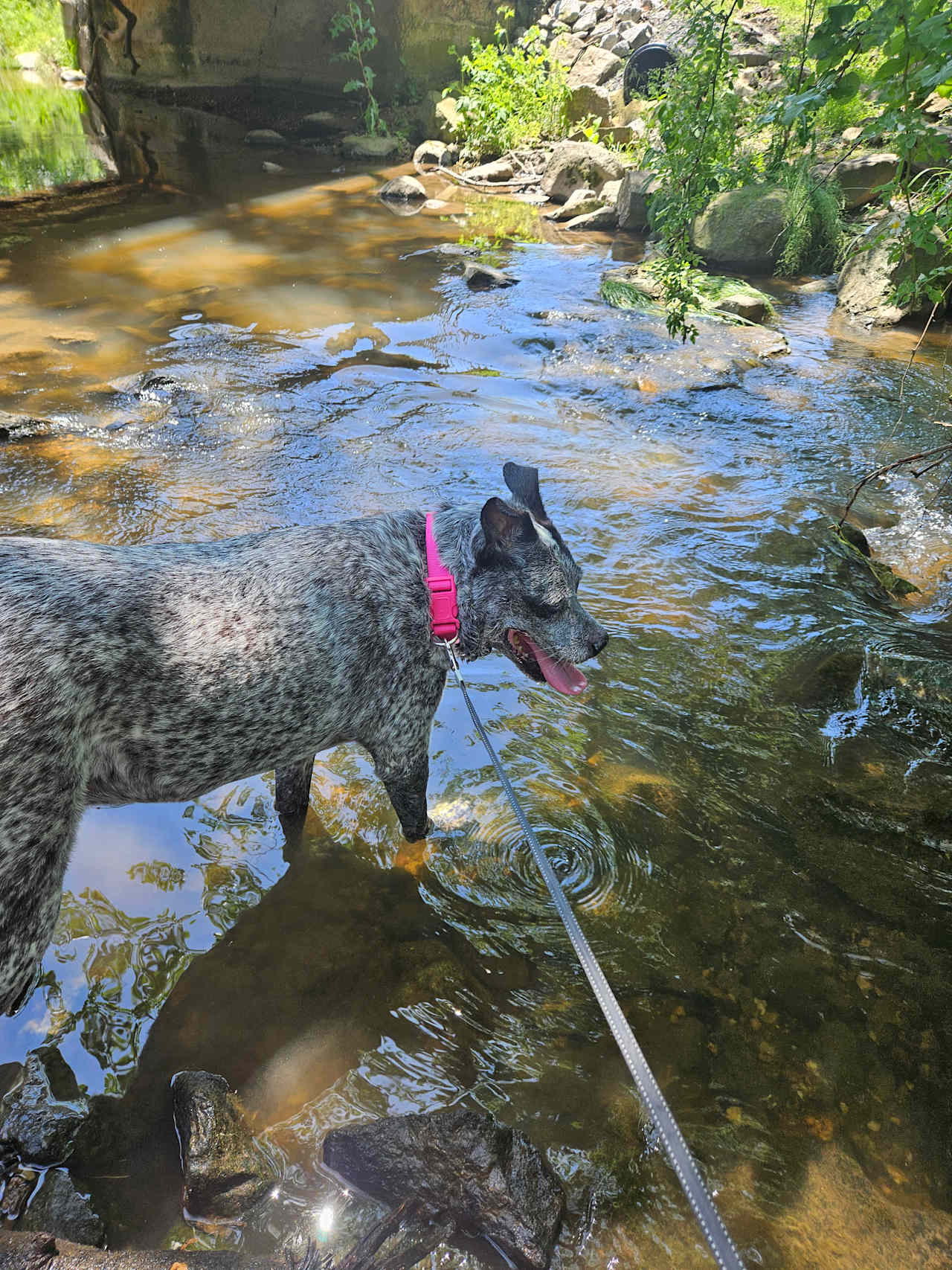 Cookie was "saving the rocks from drowning."