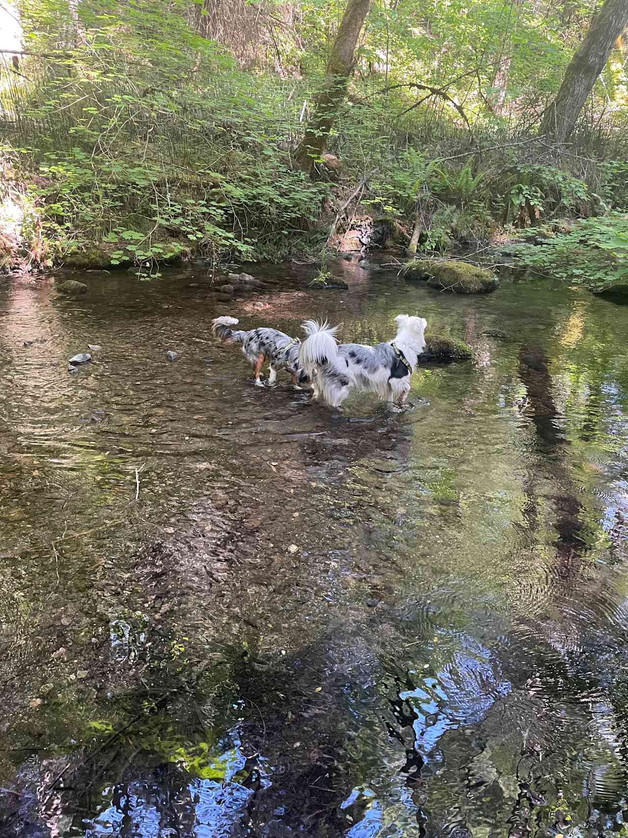 Creekside Cabin in Williams, OR