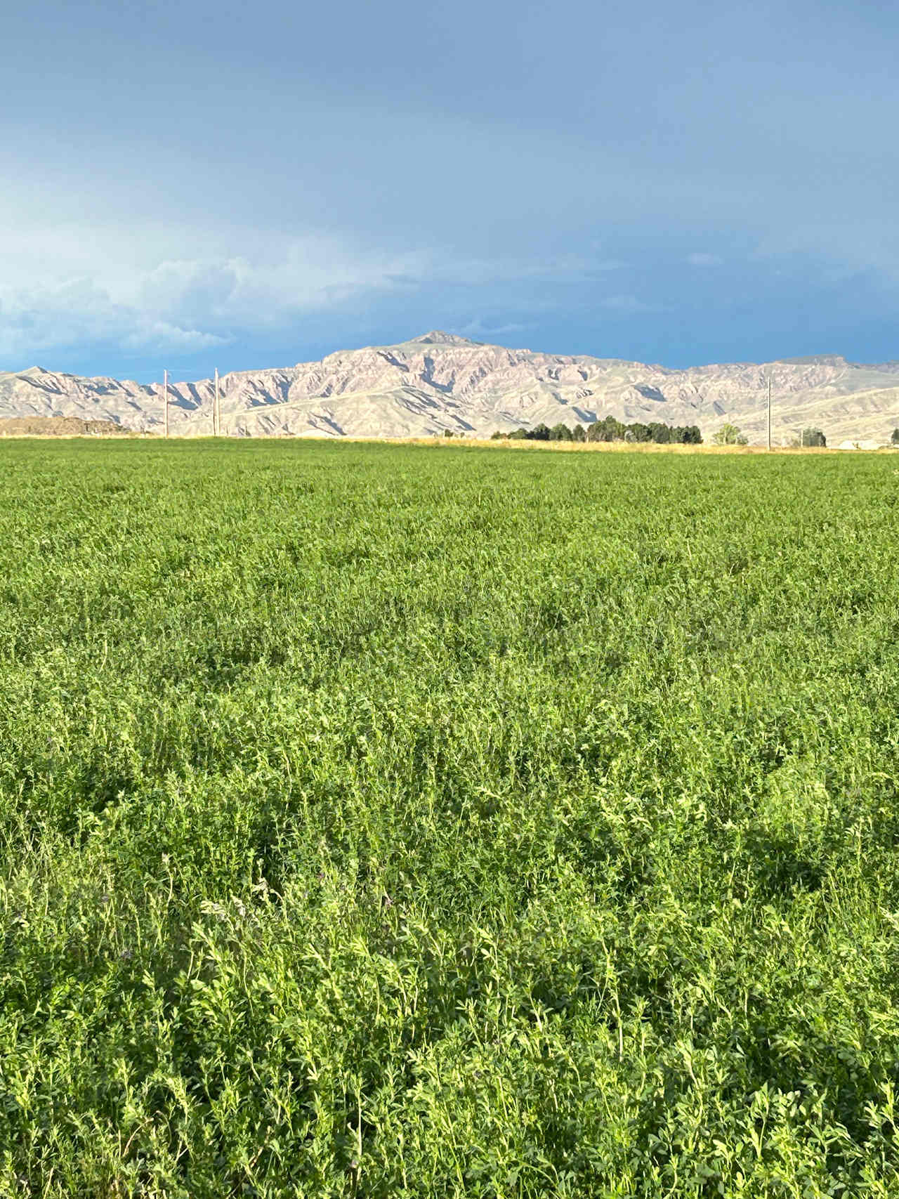 Sweetiebird Farms In Cody WY