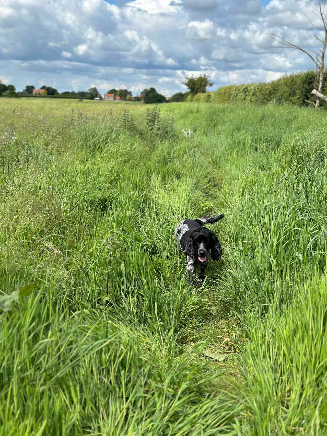 Lincolnshire Lanes