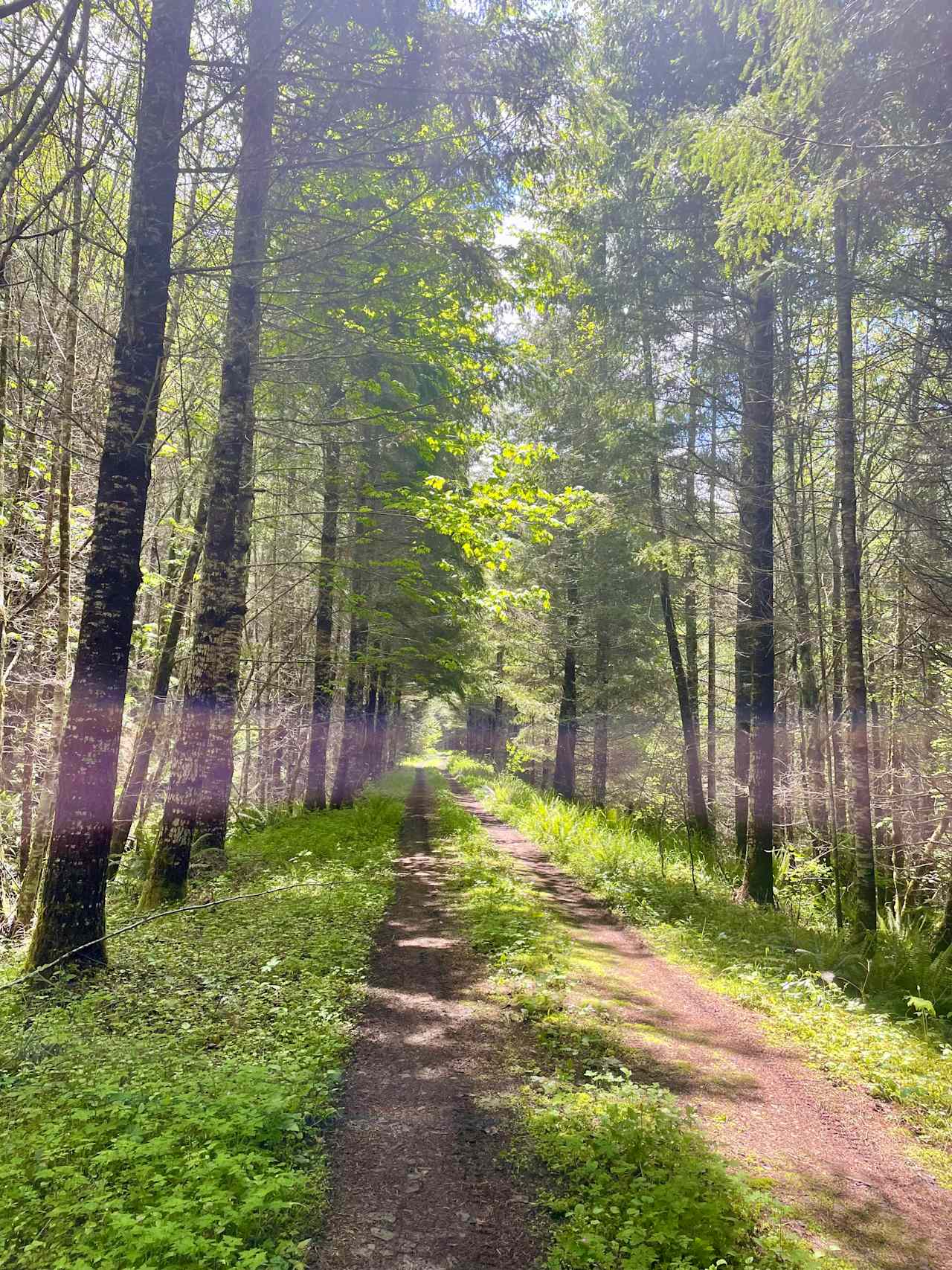 hiking trail access to miles of old logging roads