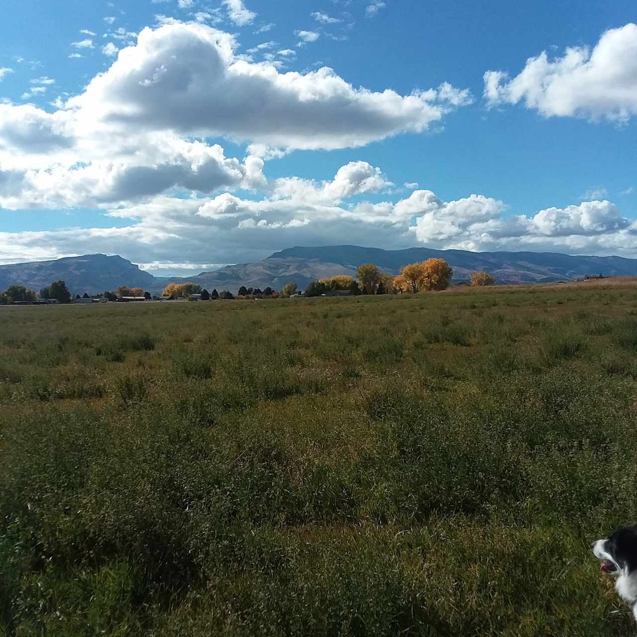 Sweetiebird Farms In Cody WY