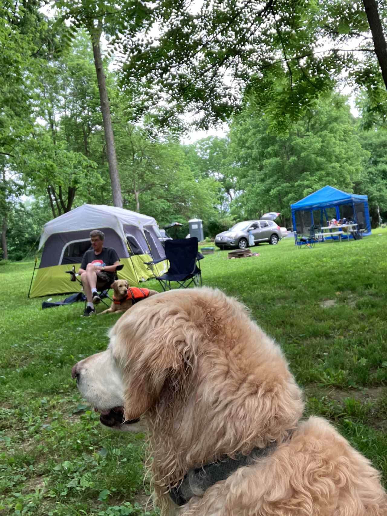 Spacious area for well behaved dogs to have freedom 