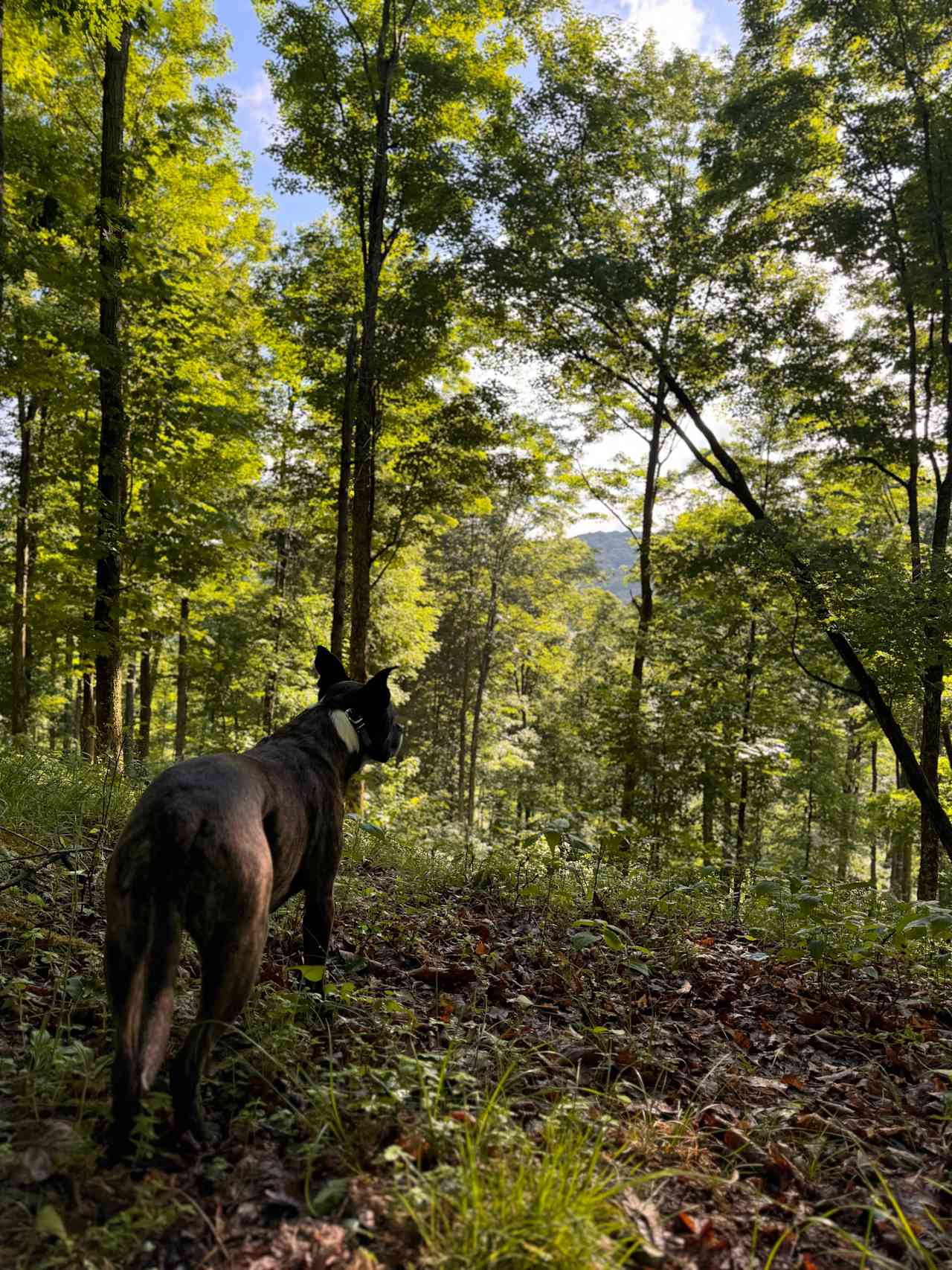 The Trails at Files Creek