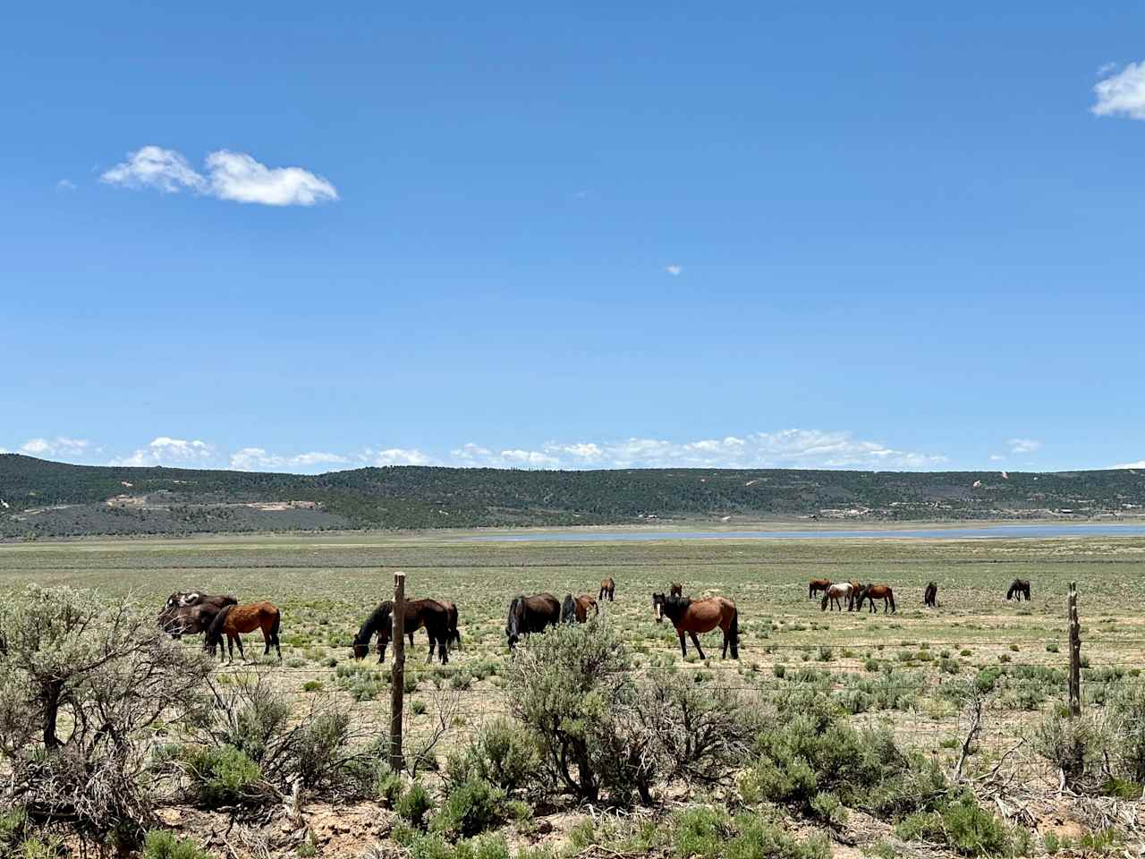 Camp Wild Horse Mesa