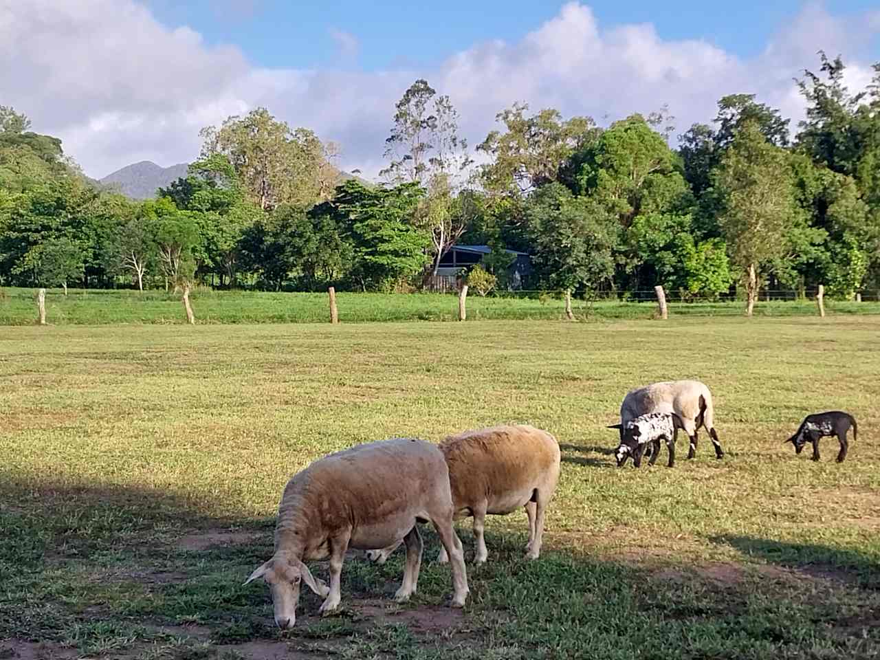 Lambs and sheep grazing in the paddocks.