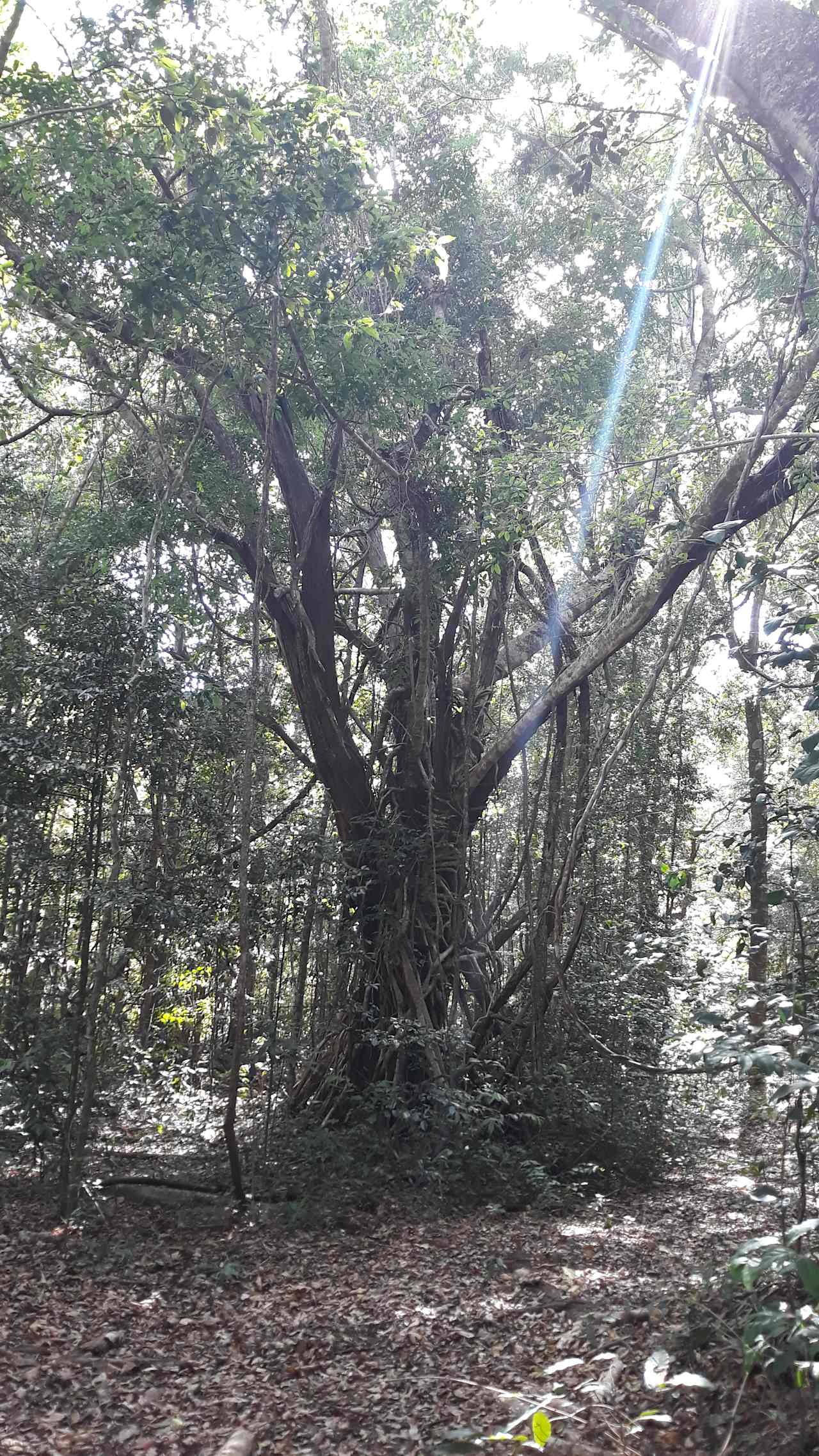 A ray of sunshine loaming through the one of the Fig Trees.