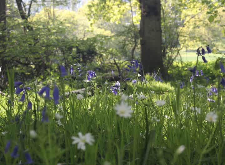 The Tree Tent lives above millions of beautiful bluebells