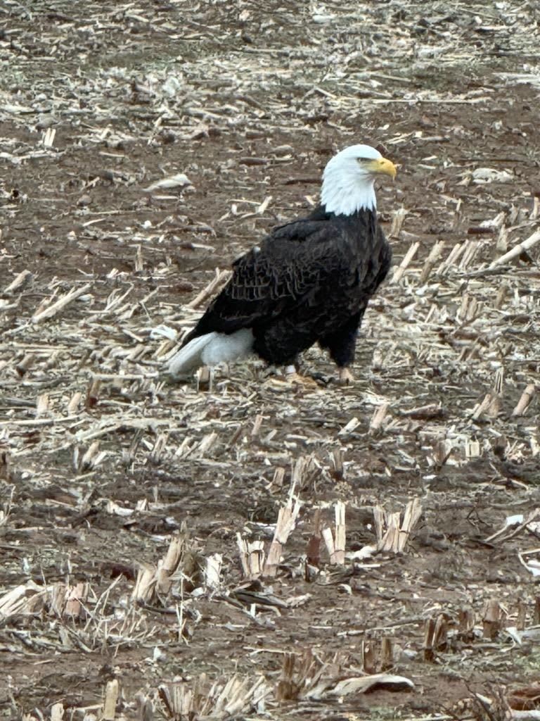 Coonskin ranch