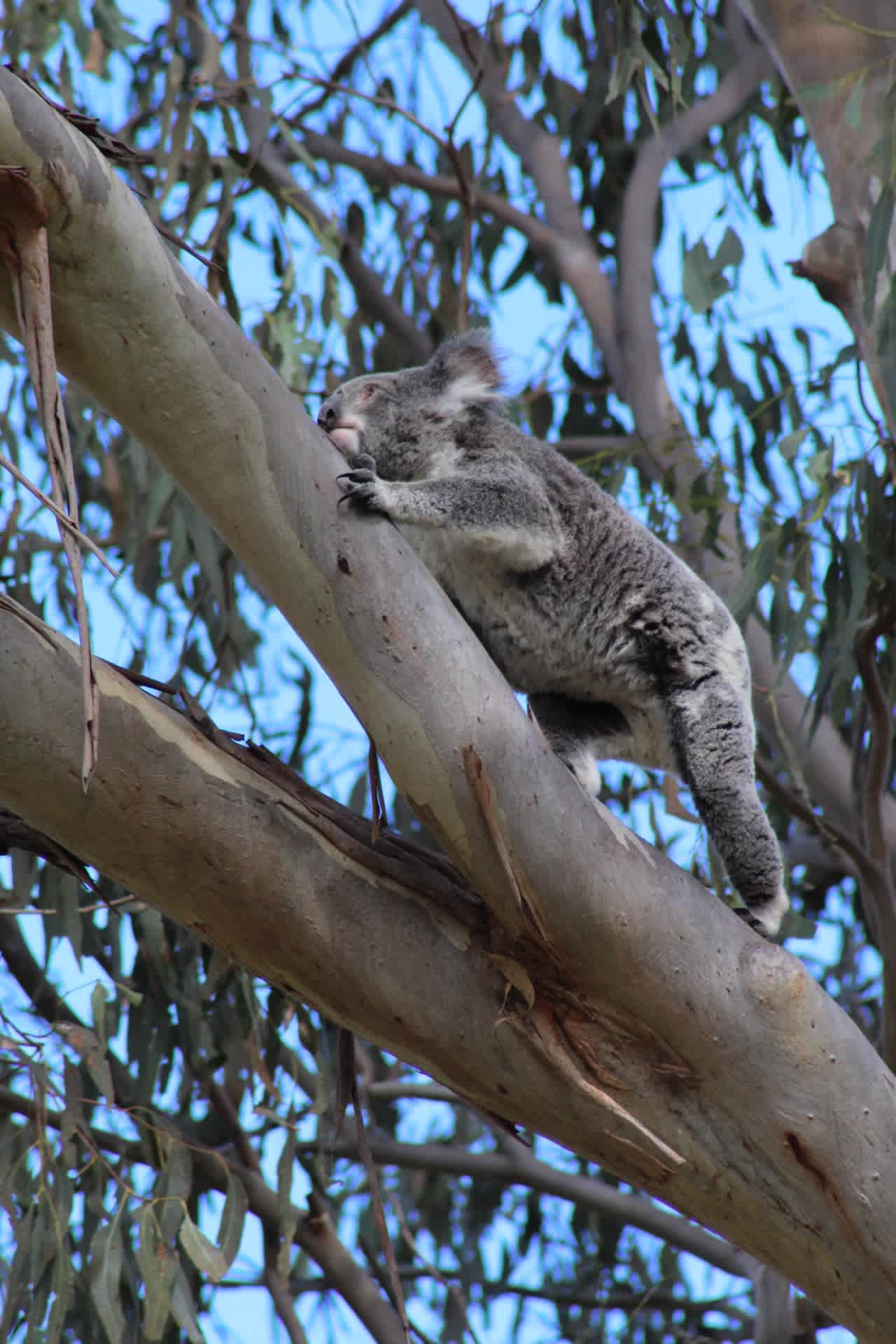 Myola Bush Retreat