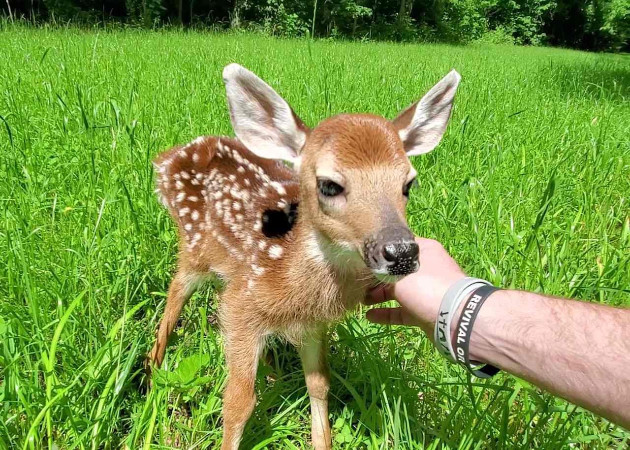 A recent photo of a fawn hiding in the tall grass along the driveway. Nature lives here )