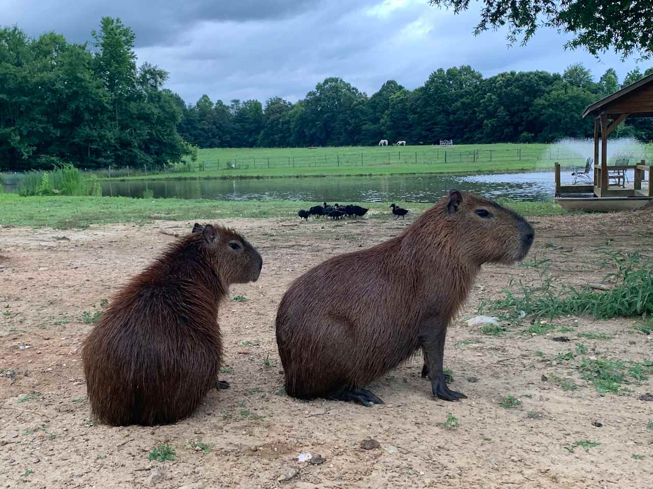 Capybara