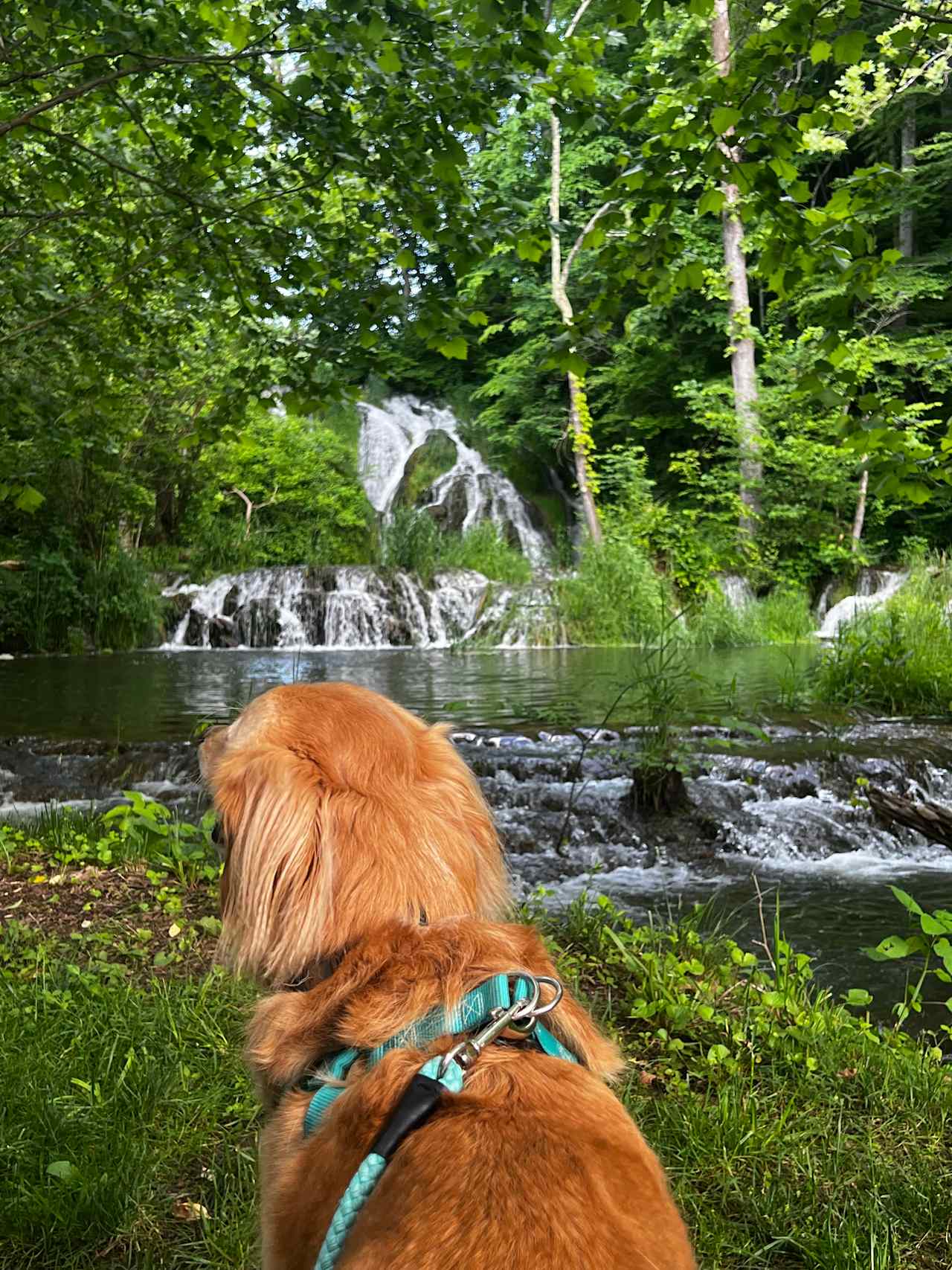 Beaverdam Falls