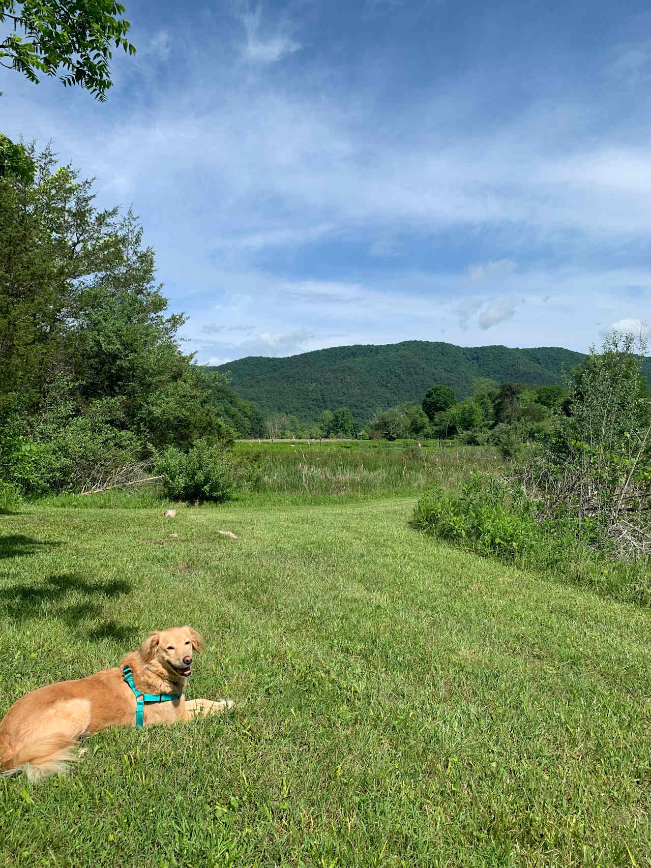 Our dog was so happy here, she loved waking up and rolling around out here as soon as we let her out the tent. 