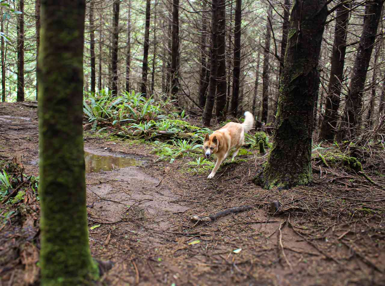 Lots of ferns and woods to explore with the pups!