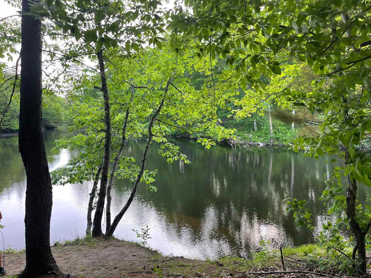 Forest Lakeside Auburn Camping