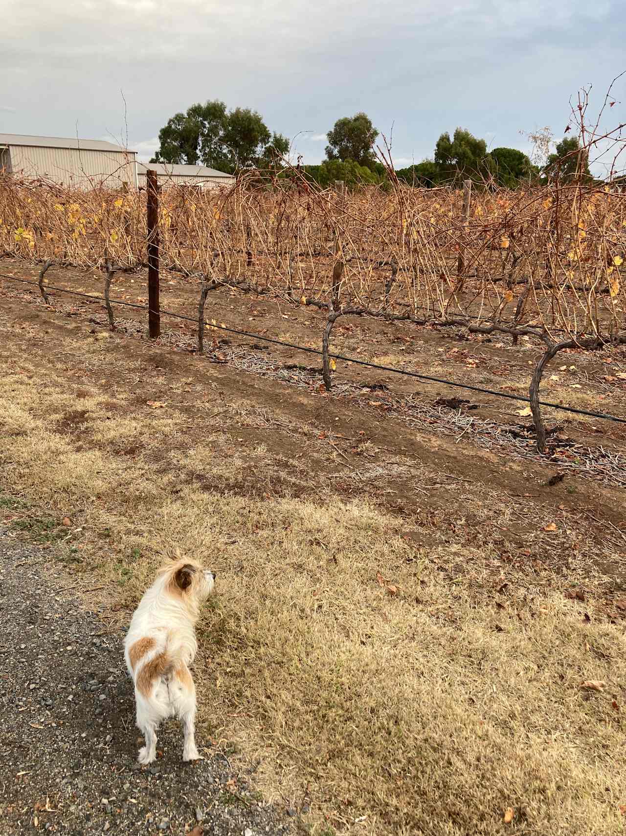 McLaren Vale Vineyard