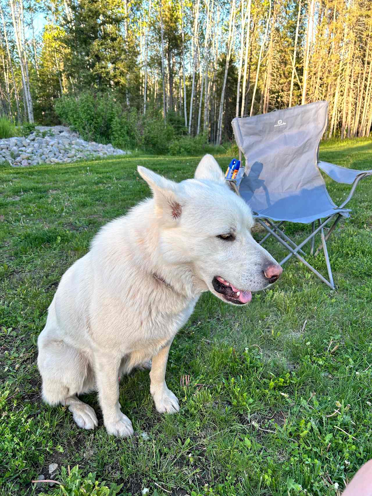 Boreal Bliss Camping