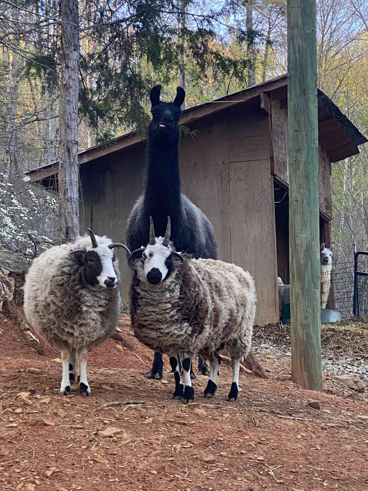 Peaceful Hollow Farm