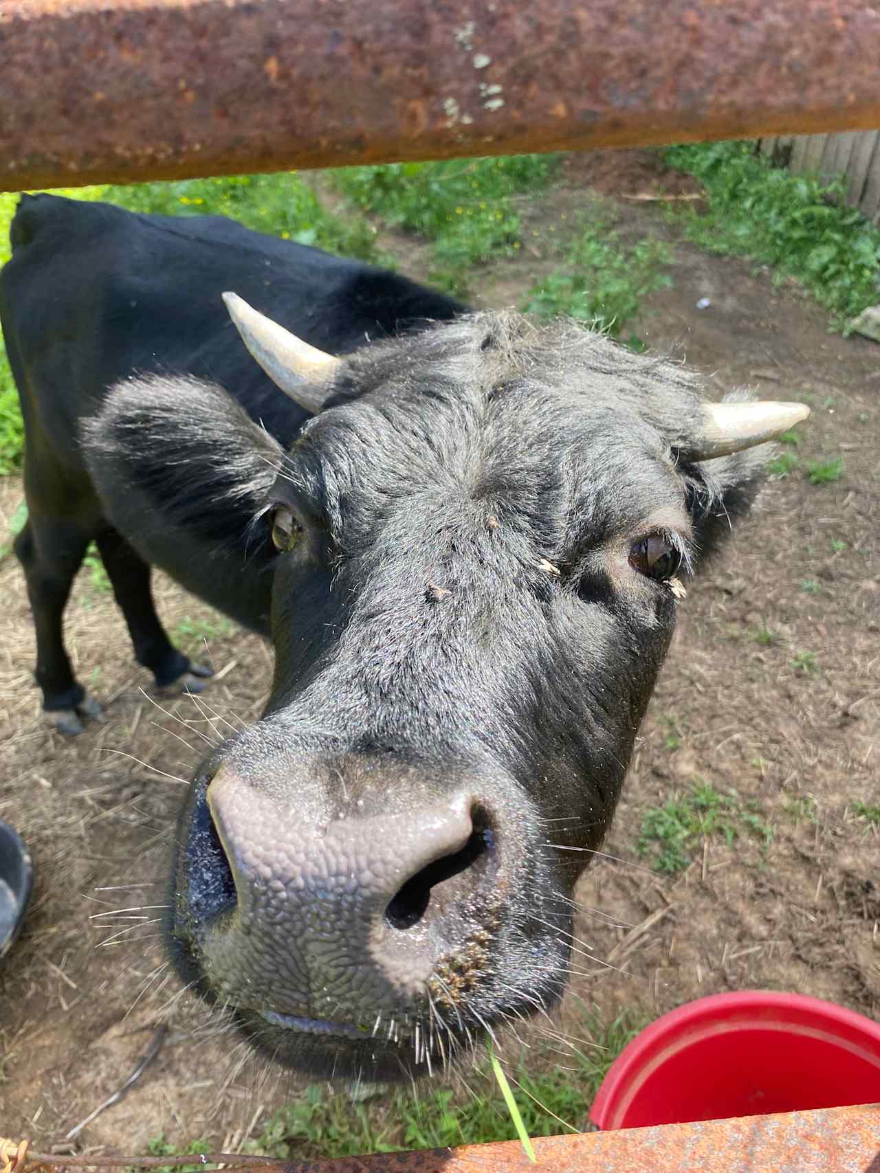 sweetest cow with the sweetest name :)