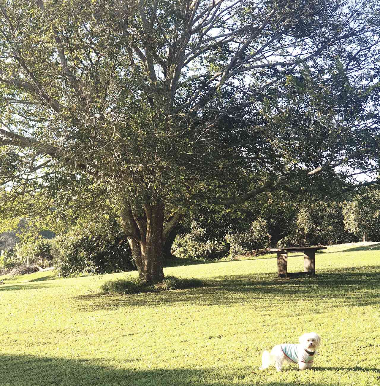 Tremayne - The Old Avocado Farm