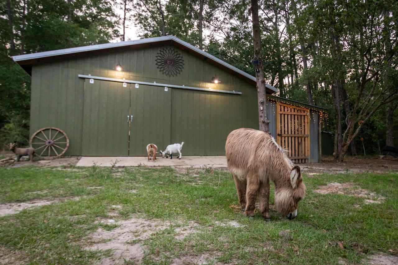 Magic Acres Farm - Bus Glamping