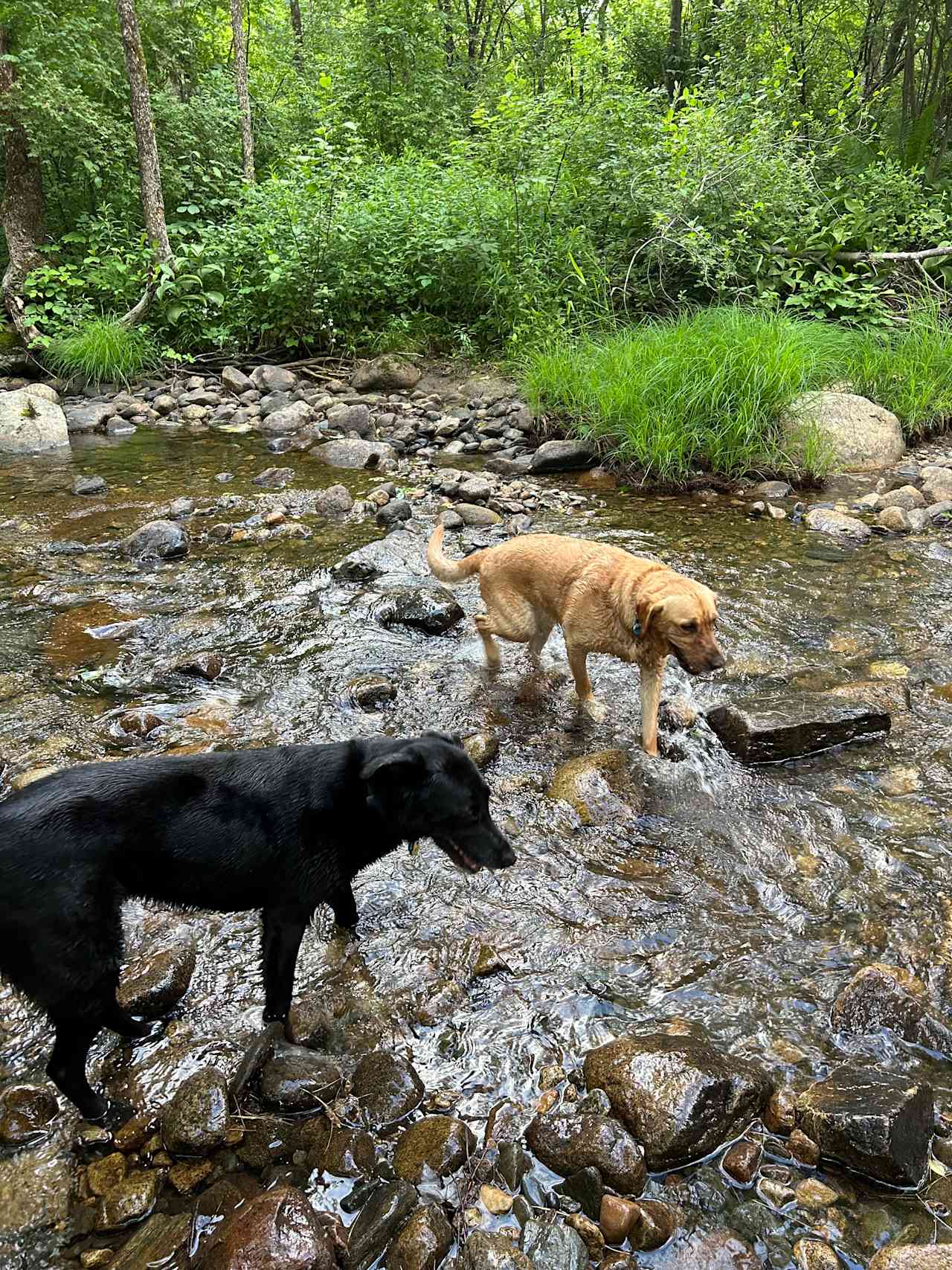 Pups enjoy the brook!