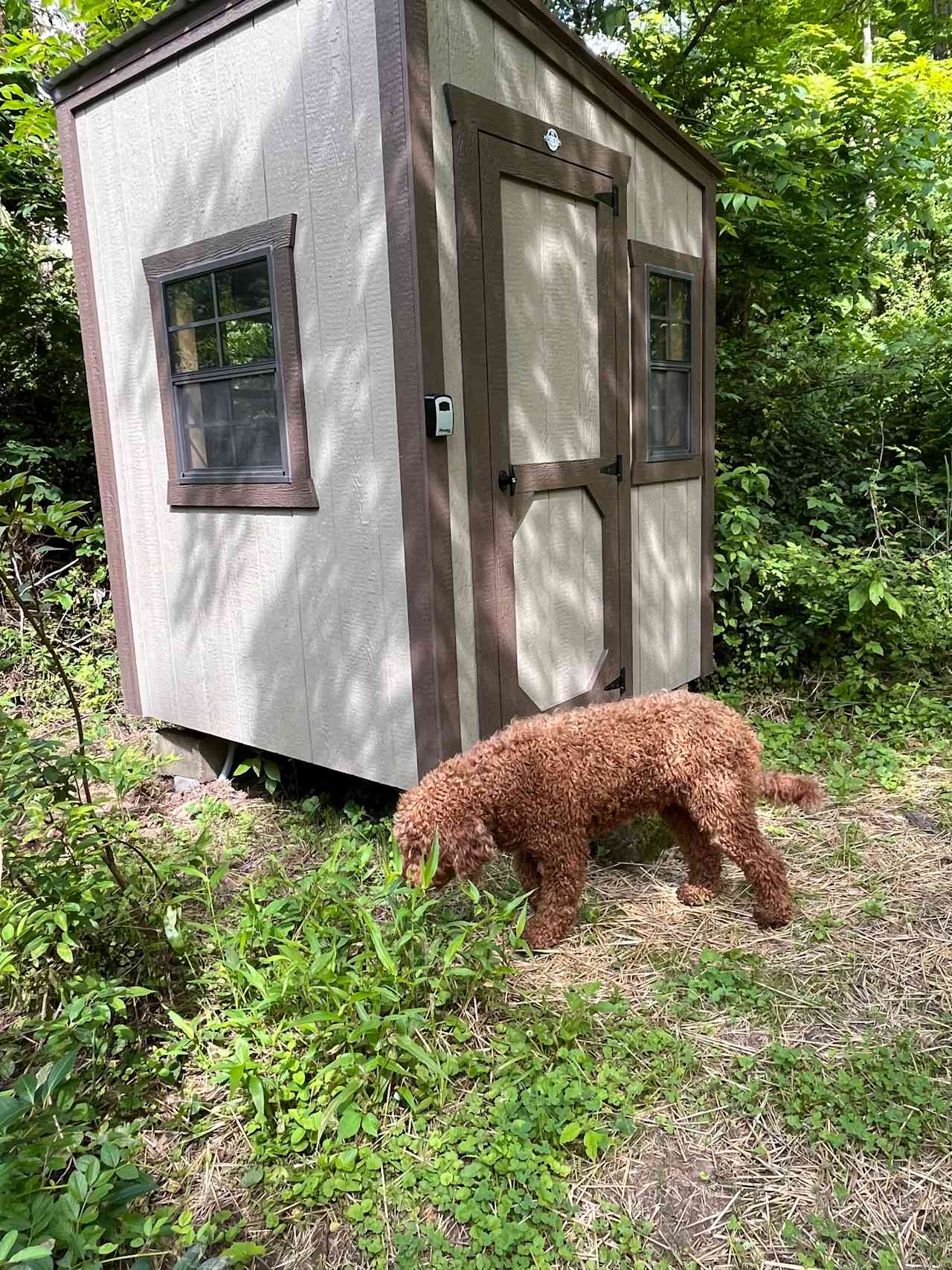 I think Hazel likes the new composting John too