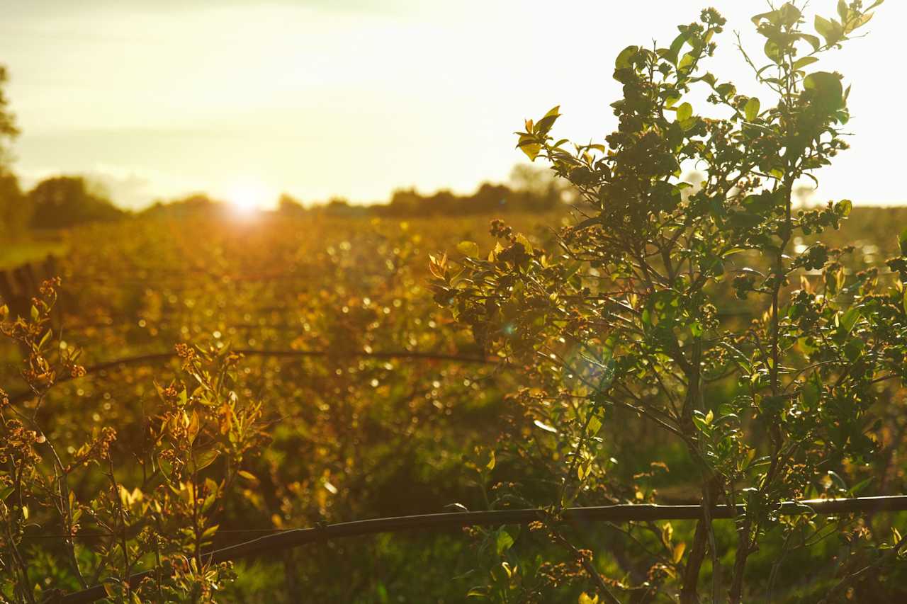 City Blueberry Ranch