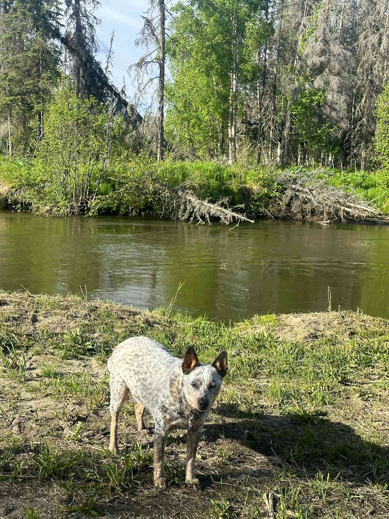 HiJo's Alaska Riverside Retreat