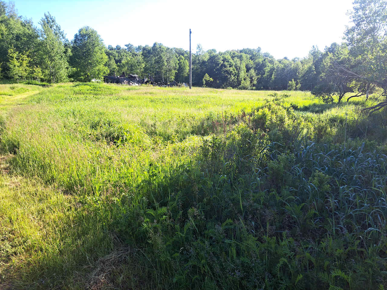 This is the 2nd pasture grown up with only edges cut along the bush line and old barn seen in previous picture. Hence the name Rootbound Ranch 😊