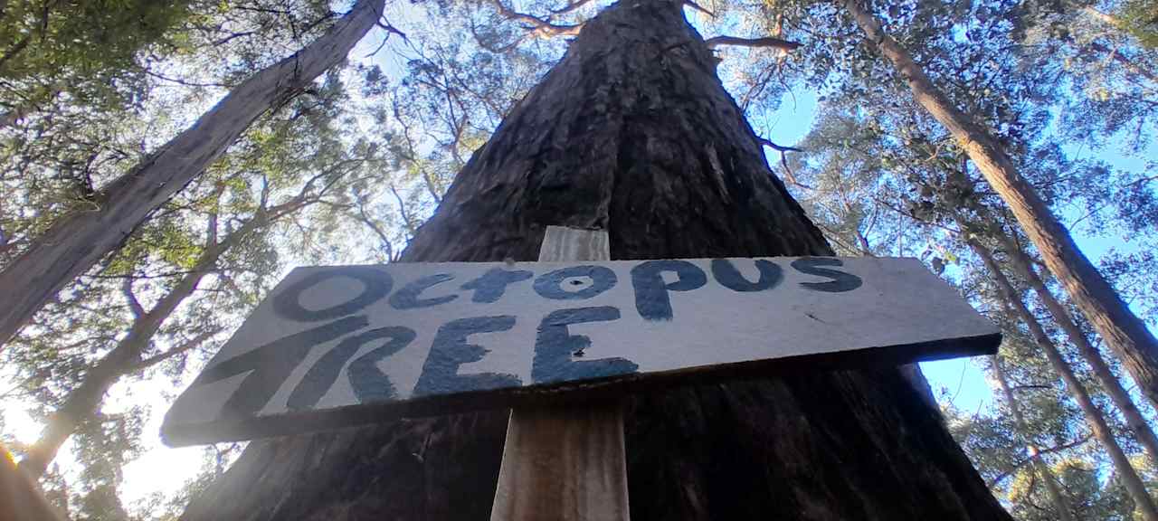 Look up to see, The Octopus Tree.